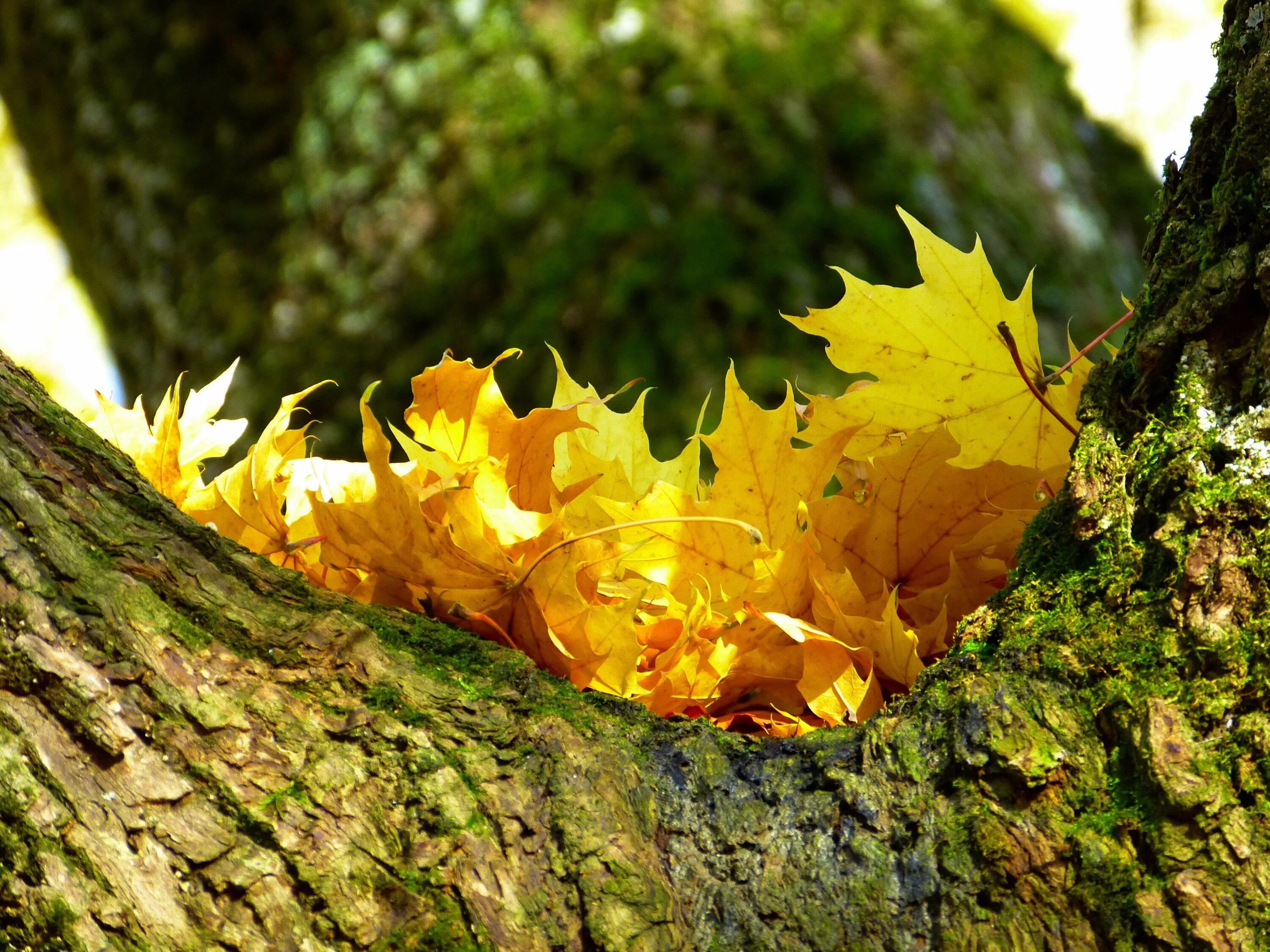Даже самой теплой осенью листья желтеют. Осень листья. Желтая осень. Желтый лист. Желто зеленая осень.