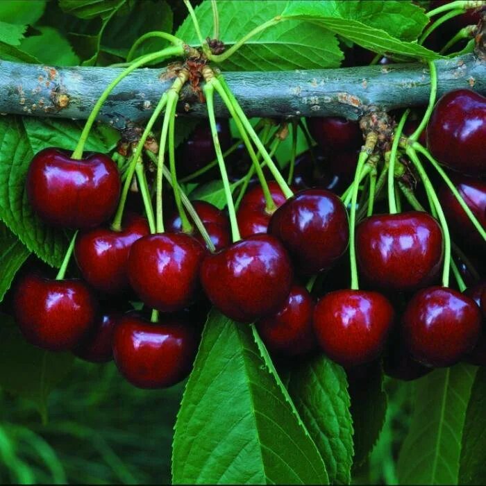 Какой сорт черешни лучше посадить. Сорт черешни бигарро бурлат. черешня россошанская крупноплодная.
