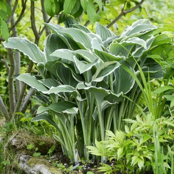 Апрель хоста. Хоста том шмид. шмид хоста. хоста том шмид hosta tom schmid.