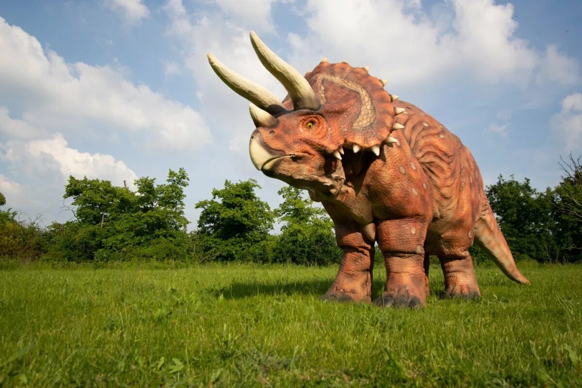 Трицератопс. Динозавры цератопсы. triceratops  трицератопс. трехрогий динозавр трицератопс.