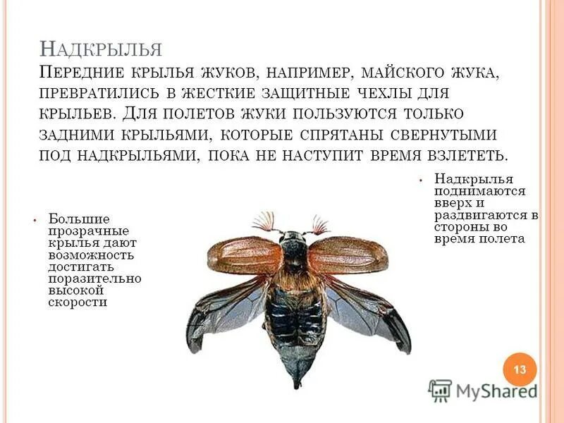 стрекоза муха дракон. как летает жук. за 7 минут жук пролетает 224. большие жуки. за 7 минут жук пролетает 224.