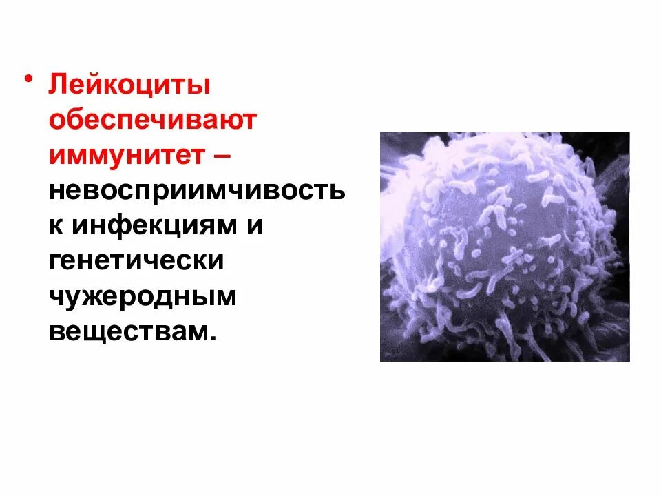 Иммунитет человека обеспечивают лейкоциты. Иммунитет человека обеспечивают лейкоциты. Иммунитет человека обеспечивают:. Клеточный неспецифический иммунитет иммунитет это. Т лимфоциты.