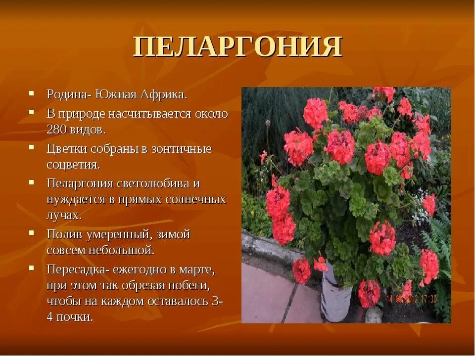 Откуда приехала пеларгония. Лечебные комнатные растения герань. Герань родина растения. Лечебный цветок домашний геранью. Родина герани комнатного растения.