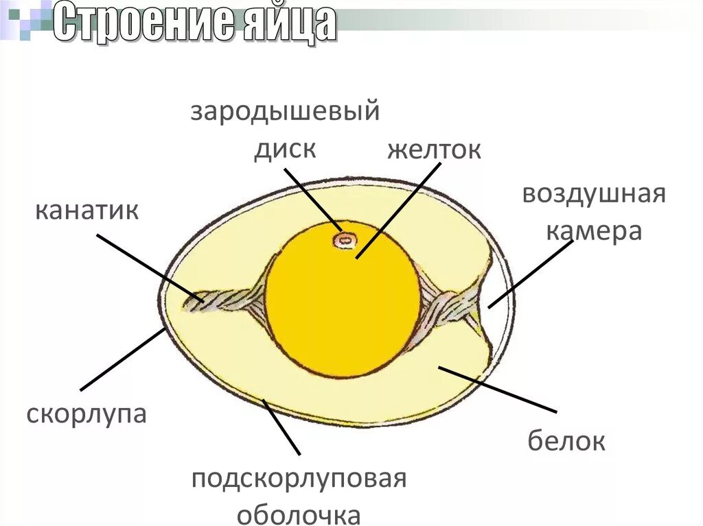 Размножение и развитие птиц строение яйца. Строение яйца зародышевый диск. Строение яйца птицы с зародышем. Развитие зародыша птицы схема.