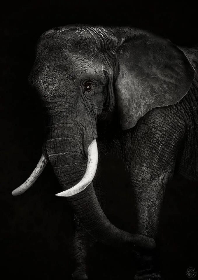 Слон. Черный слон. Африканский слон. Черный слоник