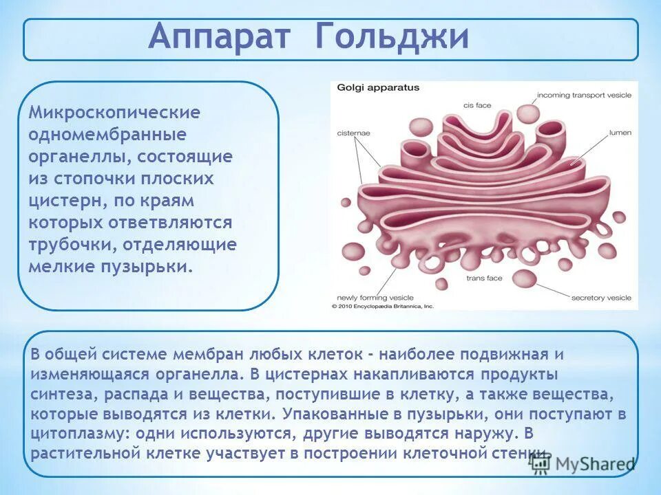 В каких клетках имеется аппарат гольджи