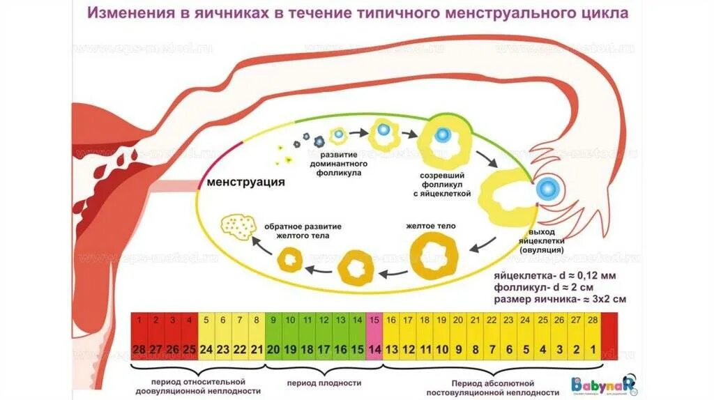 Что такое овуляция у девушек. Фазы цикла менструационного цикла по дням. месячные овуляция цикл. яичниковый цикл менструационный цикл маточный цикл. нарушение овариально-менструационного цикла.
