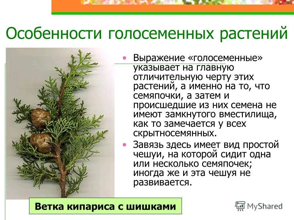 Сообщение на тему значение голосеменных. Характеристика голосеменных. вымершие голосеменные растения. интегумент у голосеменных. строение голосеменных можжевельник.