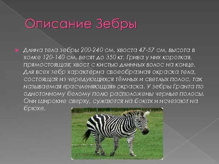 Звери описание кратко. Сообщение о зебре кратко. Зебра описание. Длина тела зебры. Характеристика зебры.