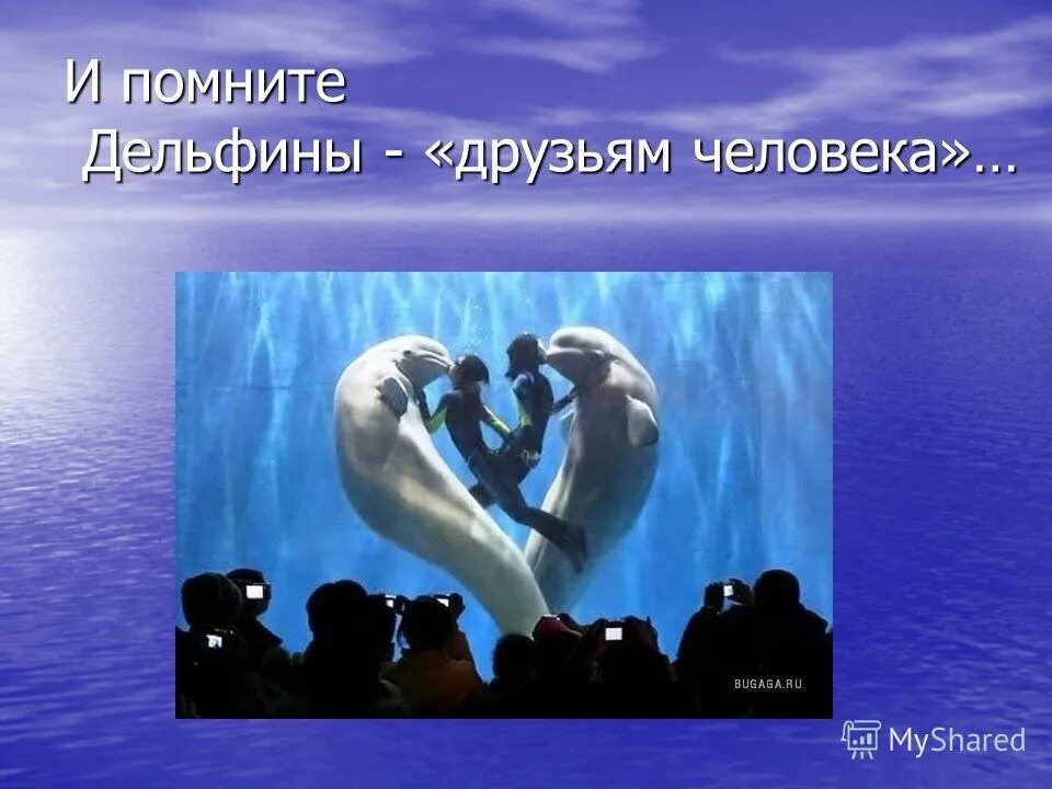 Презентация животные, которые нс лечат
