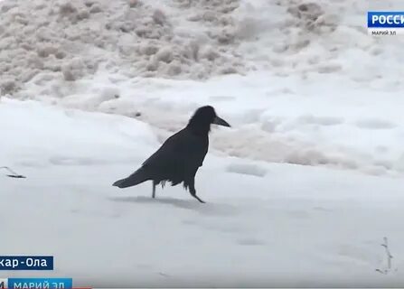 А пассажиры еще долго говорили о граче