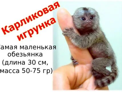 Ближайшая обезьяна