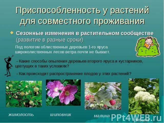 При совместном обитании растений разных. Растения приспособленнbt. травы приспособленные к совместному обитанию. приспособление растений для совместного. приспособленность растений широколиственных лесов.
