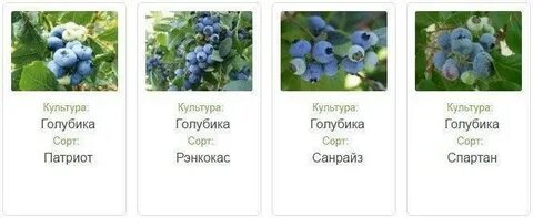 Какой сорт голубики лучше посадить