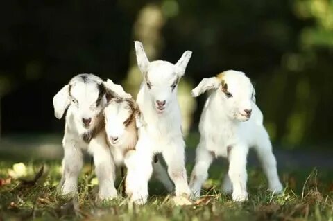 Real goat