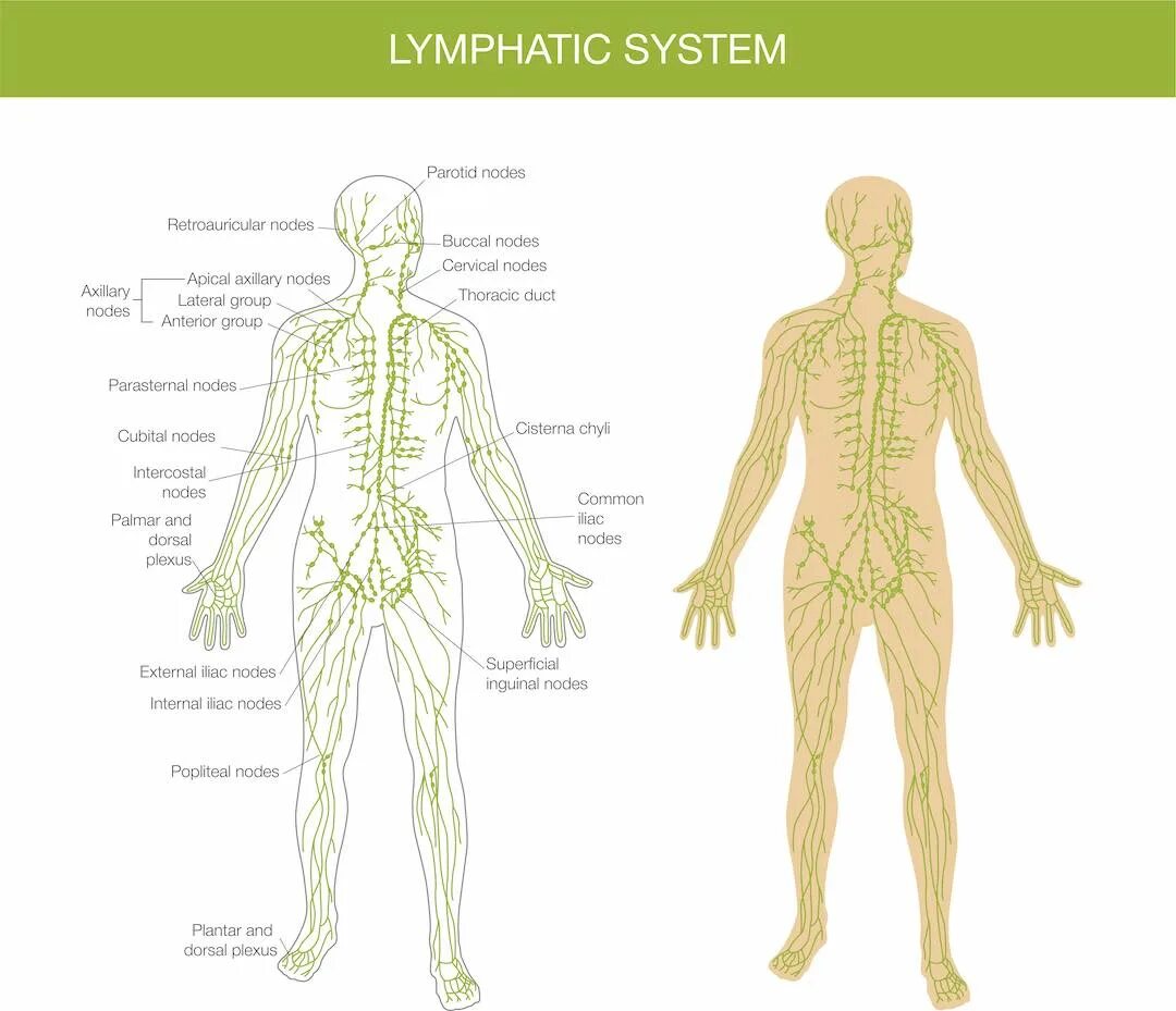 Lymphonodus. Лимфатическая система схема. Лимфатическая система человека схема движения лимфы. Лимфатическая система вектор. Лимфатическая система человека медицинский плакат.