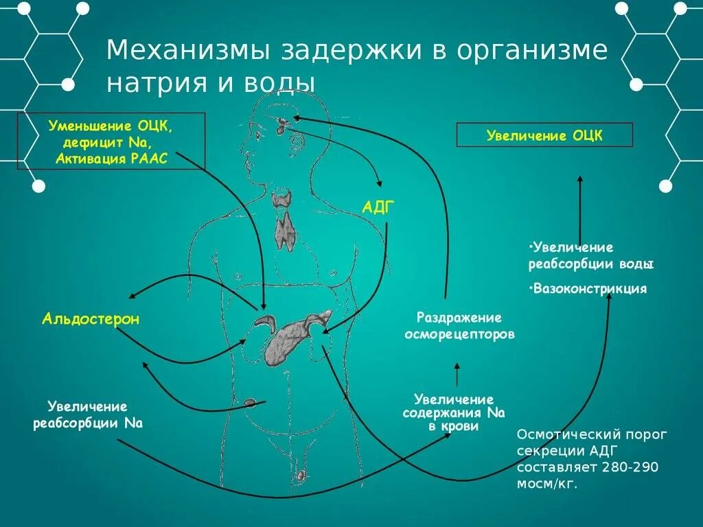 Задержка жидкости в организме. Вода задерживается в организме. Какой гормон вызывает задержку воды в организме?. Задержка воды в организме причины. Как убрать воду из тела