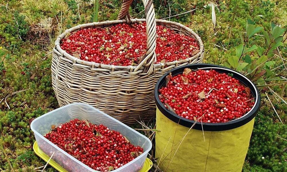 Брусника быстро. Клюква морошка моченая брусника. дикоросы ягоды. сбор лесных ягод.