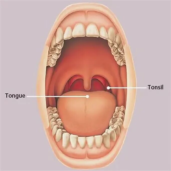 Открытая полость рта. Зубы в ротовой полости человека. Открытая ротовая полость.