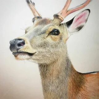 Нарисовать нос оленя