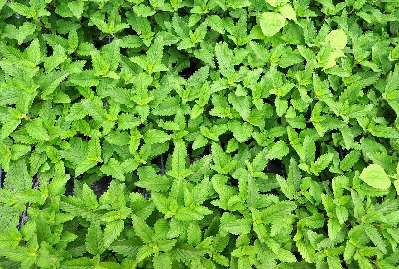 Мятное поле. Мята перечная mentha piperita swiss. Мятная мята. Мята перечная эстетика. Фон с листочками мяты.
