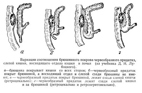 1 из отделов кишечника