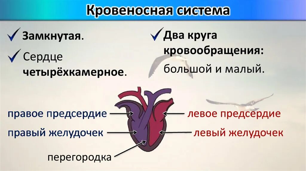 У каких животных четырехкамерное. Четырехкамерное сердце. Четыпех камерное сердце. Четырёхкамерное сердце. Четырёх камерное сердце.