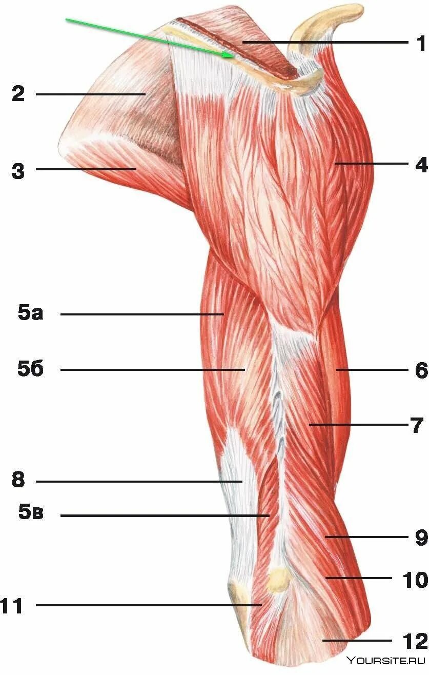 Какая мышца изображена на рисунке. Мышцы плечевого пояса и плеча анатомия. Мышцы плеча анатомия. Дельтовидная мышца плечевого пояса. Дельтовидная мышца анатомия прикрепление.