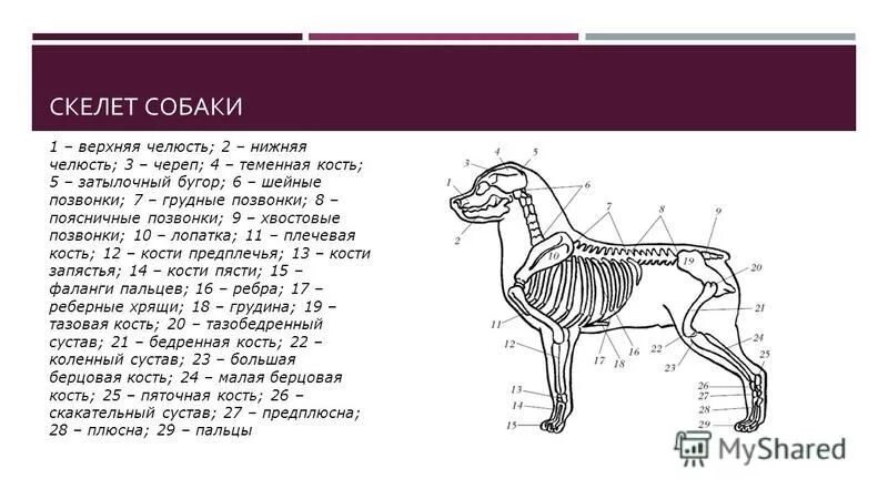 Какие отделы позвоночника у собак. Строение скелета собаки классификация костей. Осевой скелет собаки. Скелет собаки строение схема. Скелет собаки строение биология.