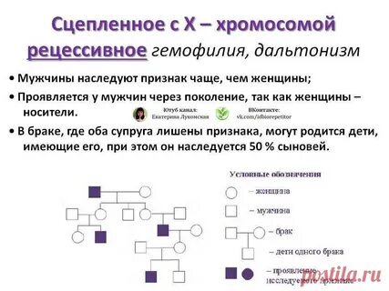 Псевдоаутосомные задачи биология
