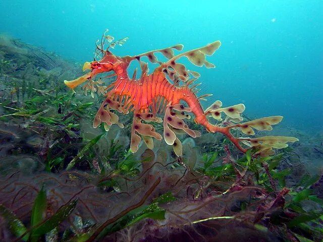 Как подготовить с ребенком доклад и презентацию? Sea dragon, Leafy sea dragon, W