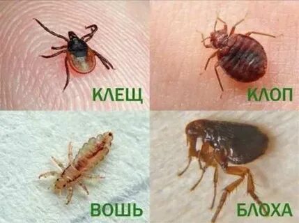 Ер адам үлкен мүшесін жұлып алады