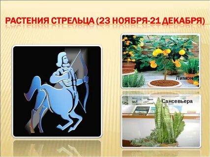Дерево стрельца