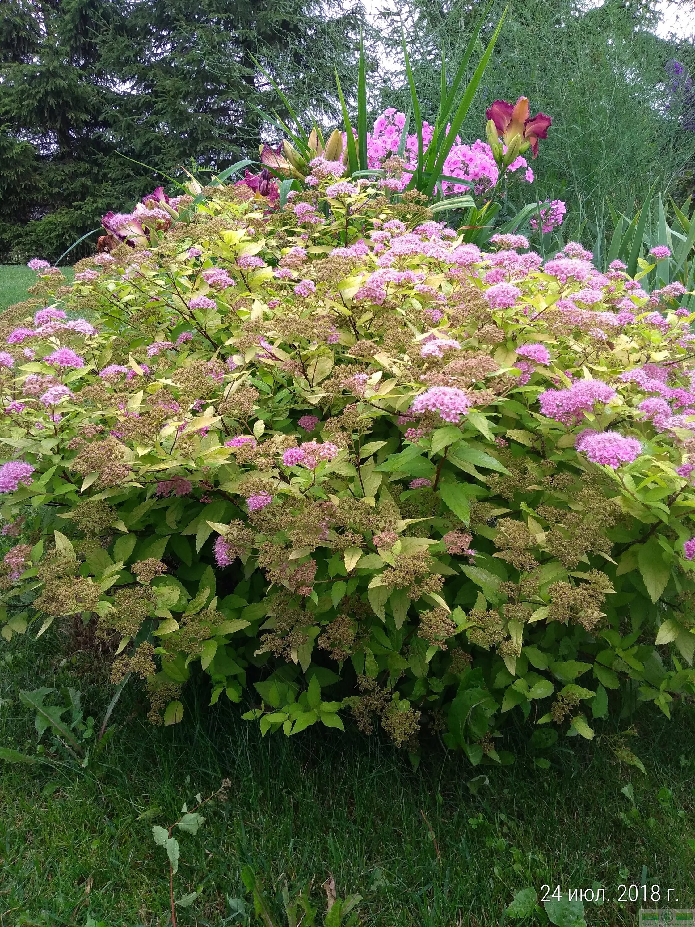 Голден принцесс. Спирея Голден. Спирея Голден принцесс. Spiraea japonica Golden Princess. Спирея Сакура.