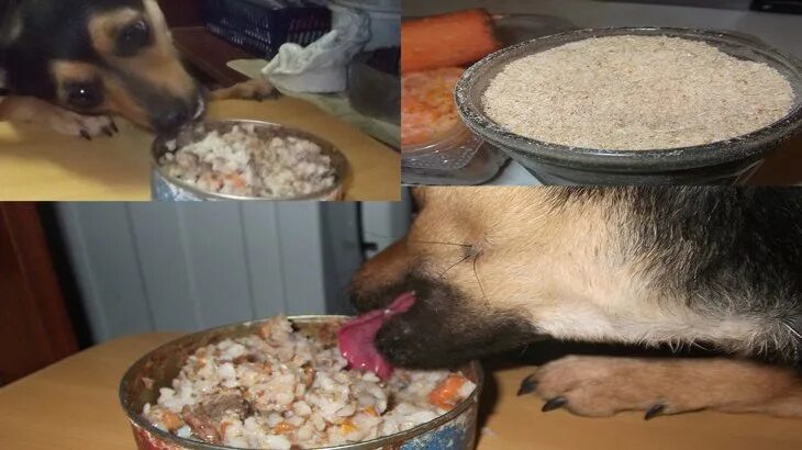 Можно ли собакам пюре