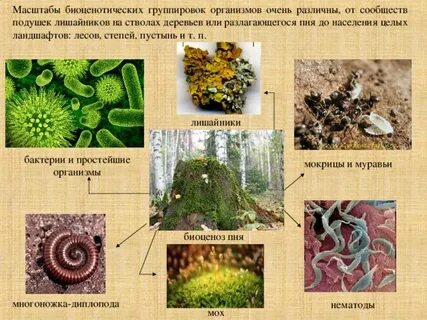 Бактерии лишайники животные