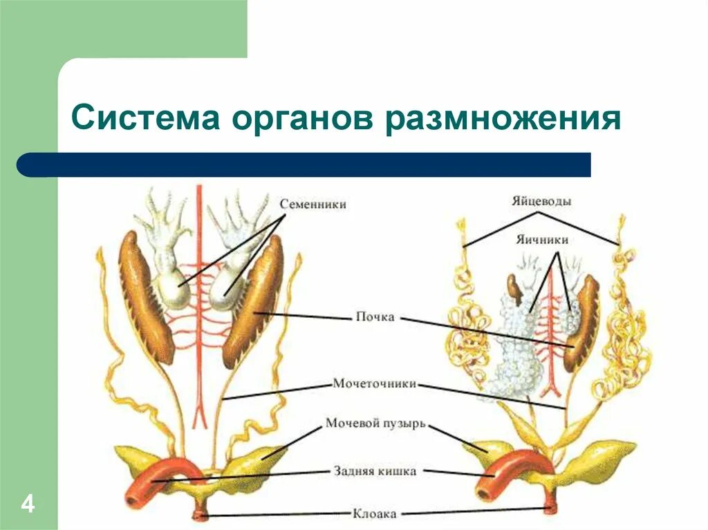 Система размножения лягушек. Выделительная система амфибий. Мочеполовая система самки лягушки. Строение мочеполовой системы лягушки. Назовите органы размножения