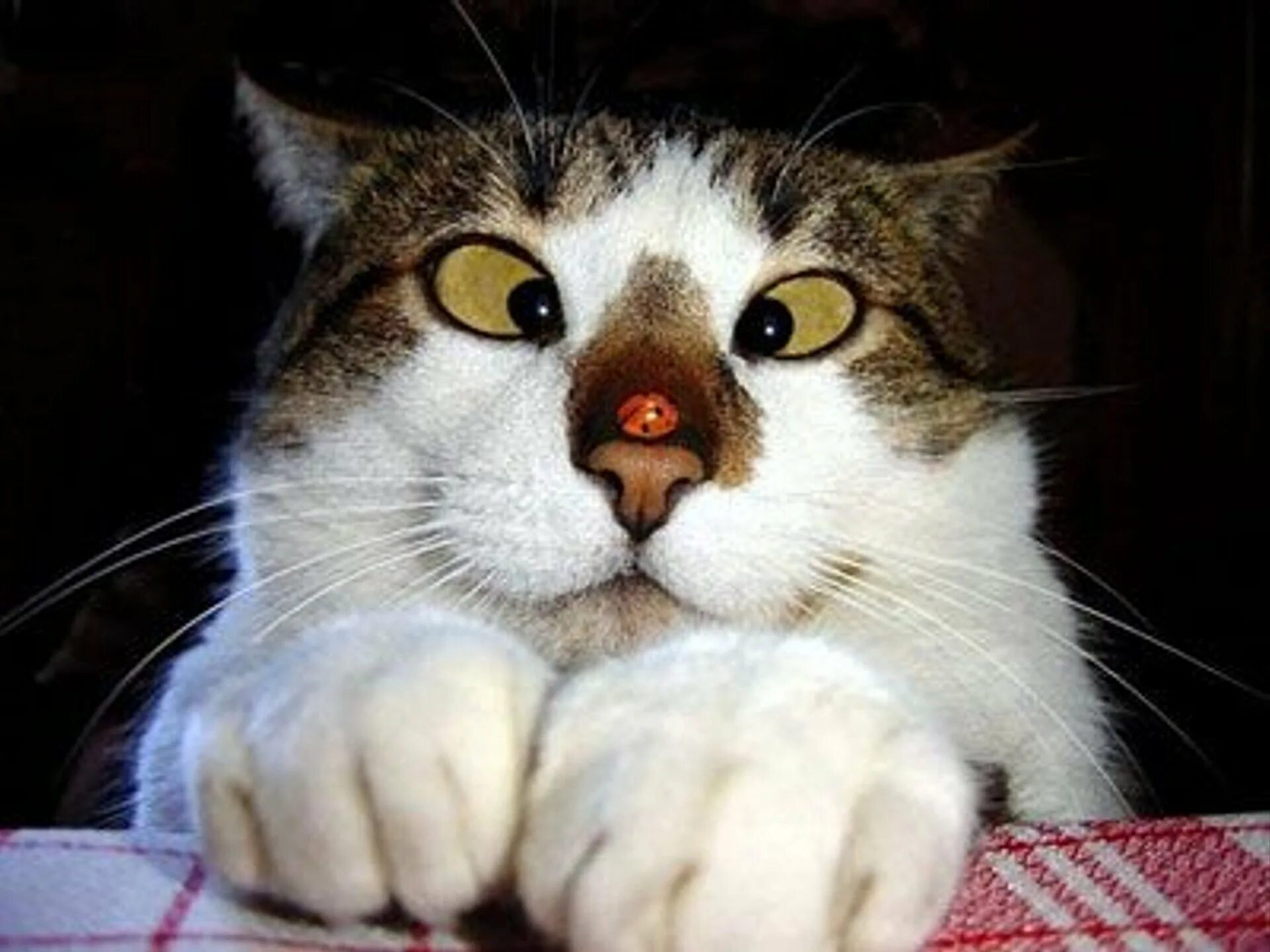 Какого нибудь кота. Прикольные кошки. смешной кот. приколы с котами. ржачные коты.