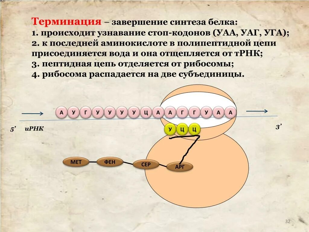 Биосинтез белка трансляция терминация. Этапы трансляции биосинтеза белка инициация элонгация терминация. Стопкодоны синтеза белка. Процессы трансляции биосинтеза белка.