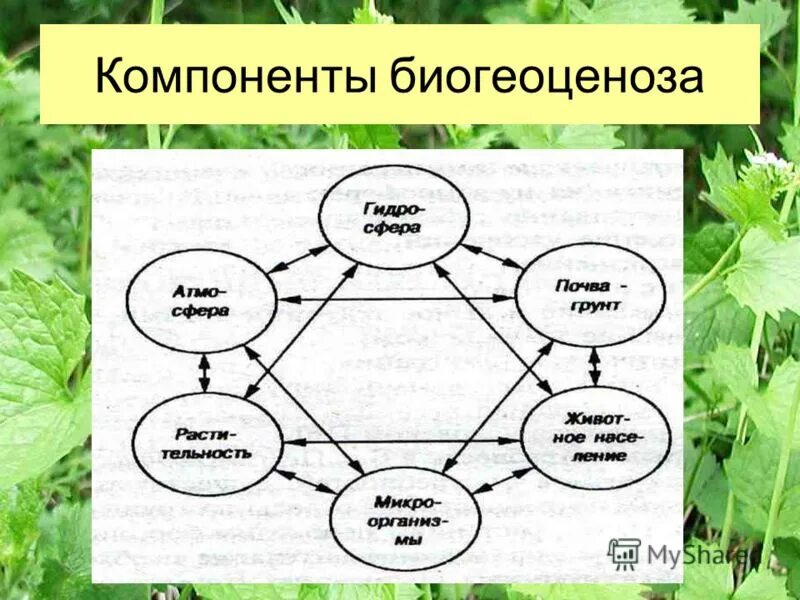 Назовите компоненты биогеоценоза