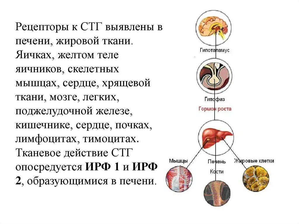 Рецептор СТГ. Рецепторы жировой ткани. СТГ Рецептор гормона. СТГ печень.