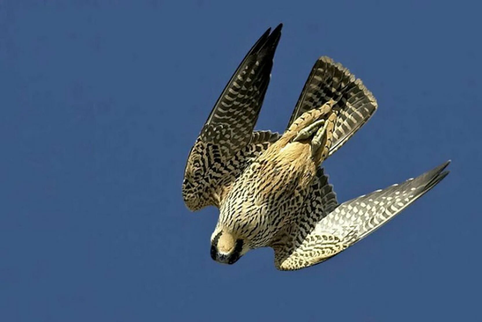 Сокол Сапсан. Сокол Сапсан скорость полета. Сокол Сапсан пикирует. Сапсан Falco peregrinus.