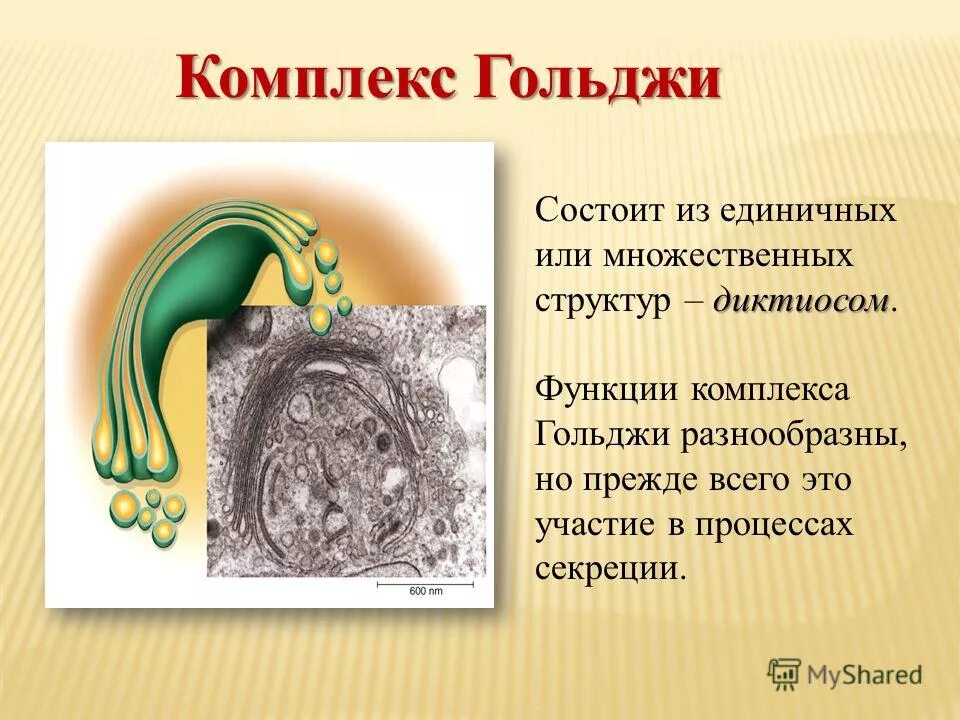 Комплекс гольджи функции функция. Комплекс гольджи строение и функции. Комплекс гольджи функции. Функции комплекса гольджи в клетке. Какие функции комплекс гольджи.