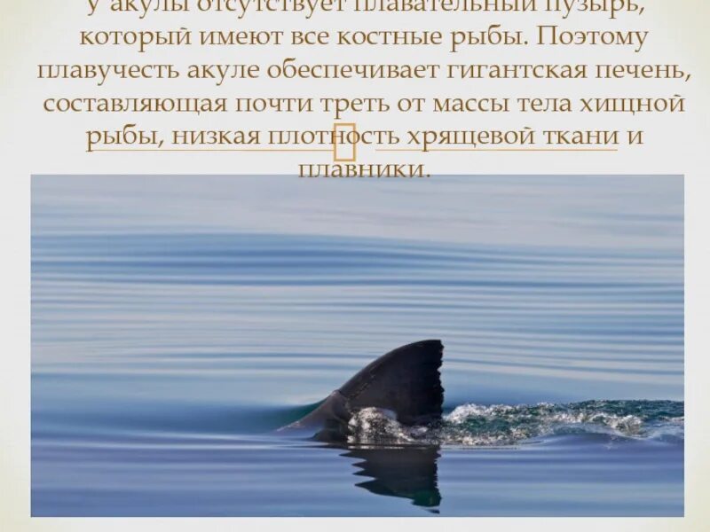 Плавательный пузырь у акул. У акулы нет плавательного пузыря. у акул есть плавательный пузырь. плавательный пузырь отсутствует у.