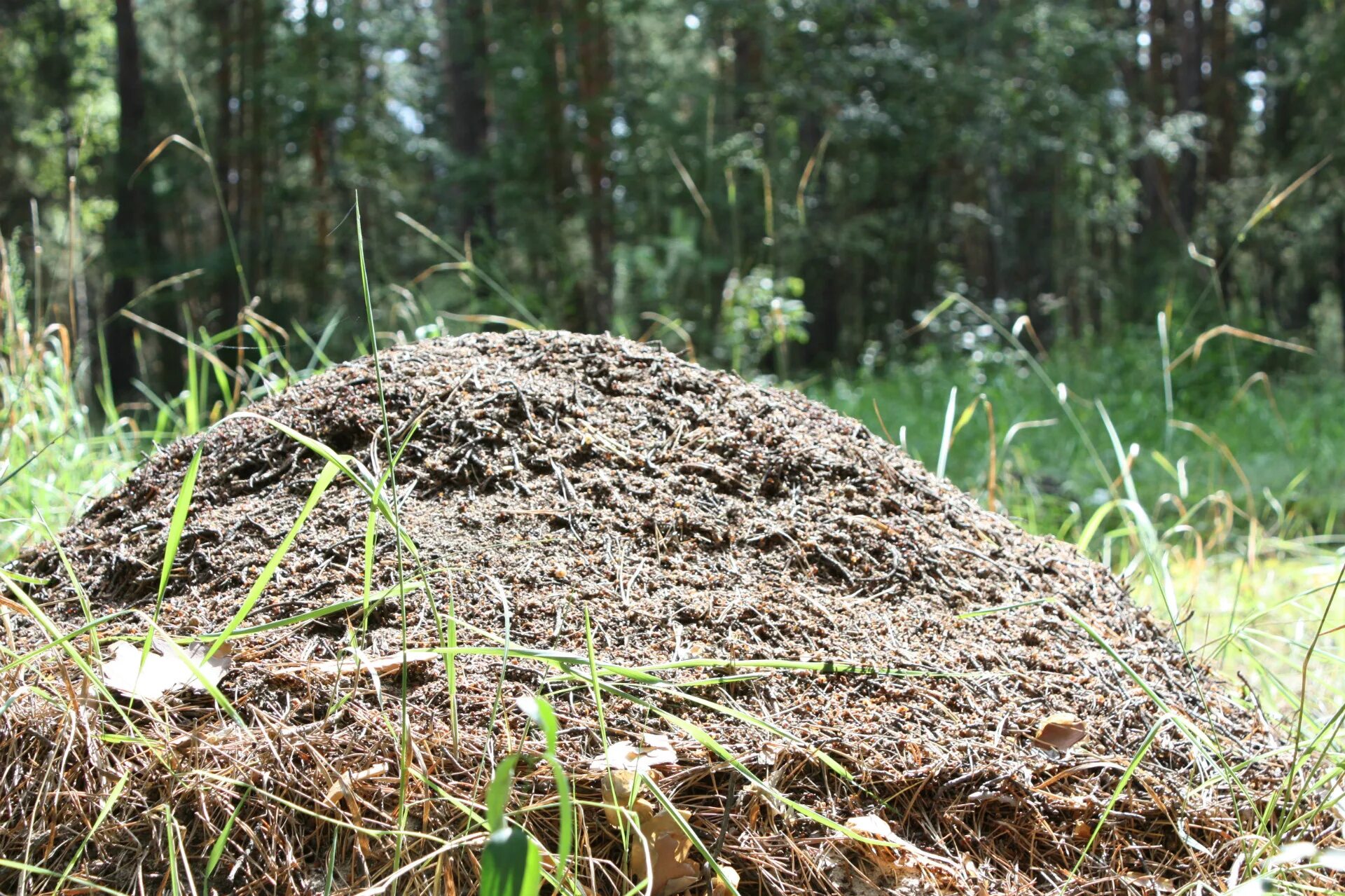 Большой муравейник. Земляные муравейники. Муравейник в лесу. Муравейник у дерева. Огромный Муравейник.