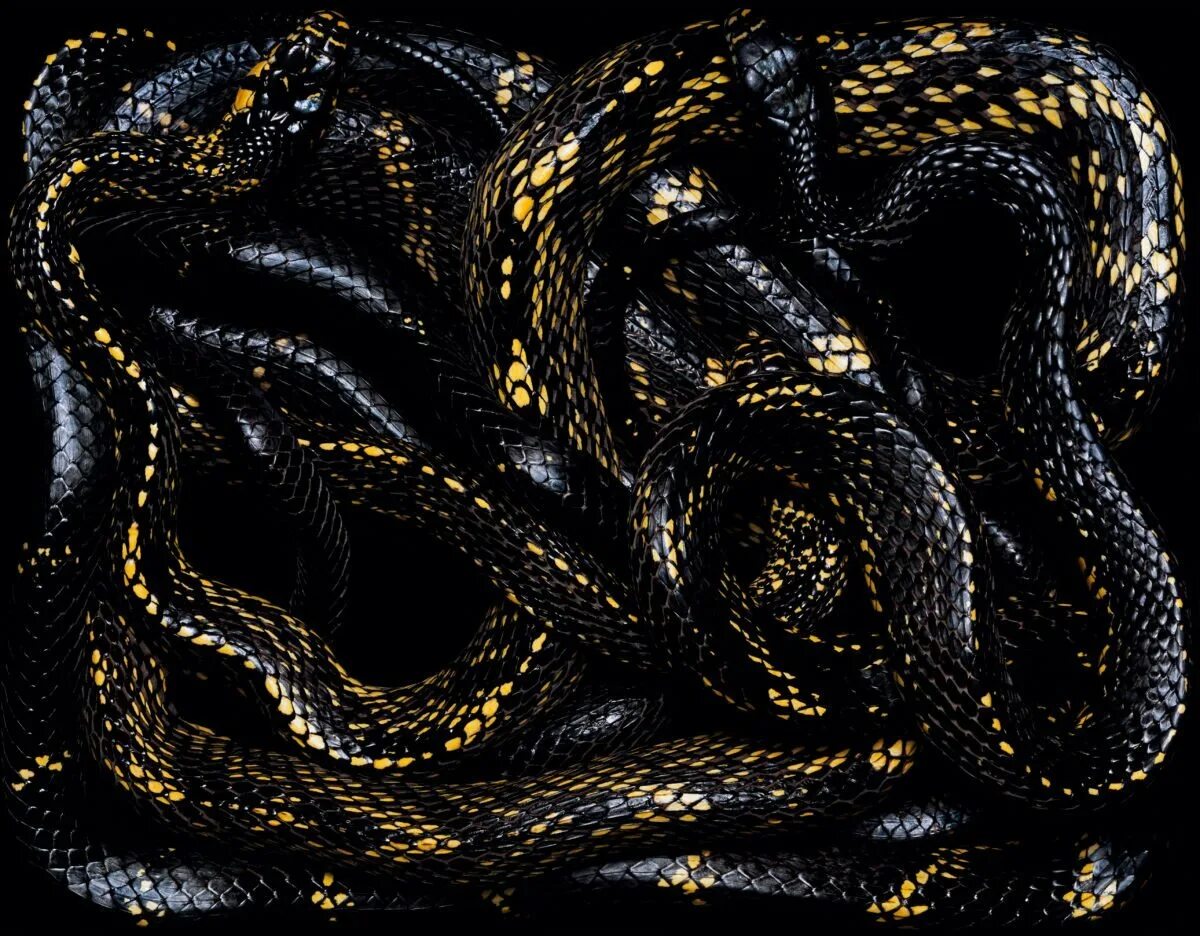 Клубок змей Лалик. Змеи Гвидо Мокафико. Черно Золотая змея. Змеи Эстетика. Змею много много черных