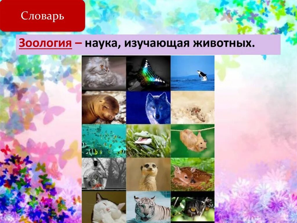 Наука изучающая царство животных. Зоология это наука изучающая. царство животных науки. как называется наука которая изучает животных. царство животных 5 класс биология презентация.