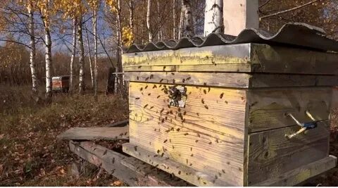 Со второго улья