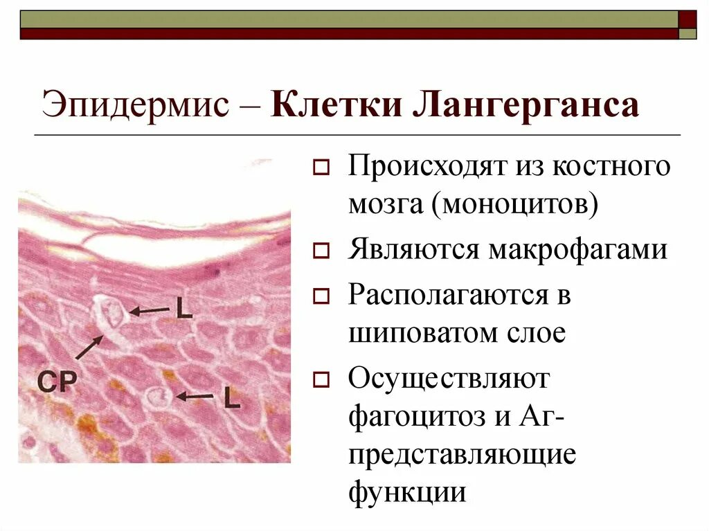 Клетки росткового слоя эпидермиса делятся. Функция клеток Лангерганса в эпидермисе. Клетки Лангерганса в коже гистология. Клетки Лангерганса в коже функции. Клетки Лангерганса гистология строение.