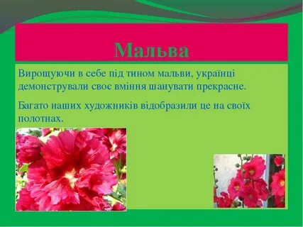 Мальва значение